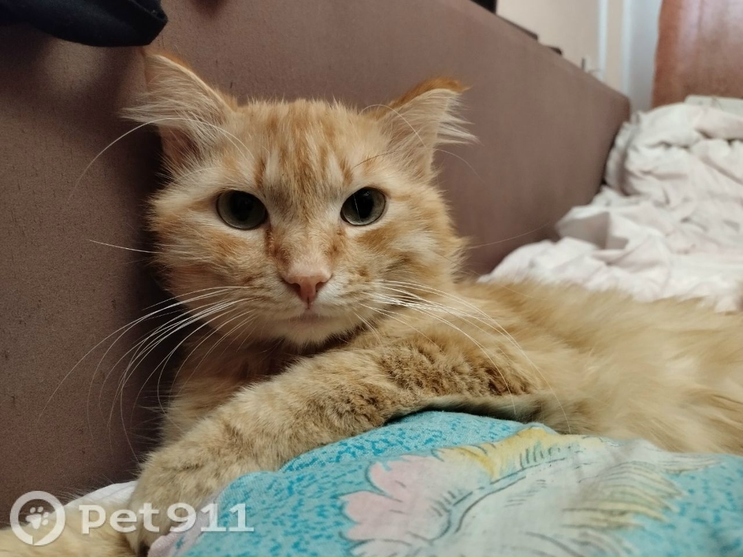 Найдена кошка в Иркутске — фото объявления