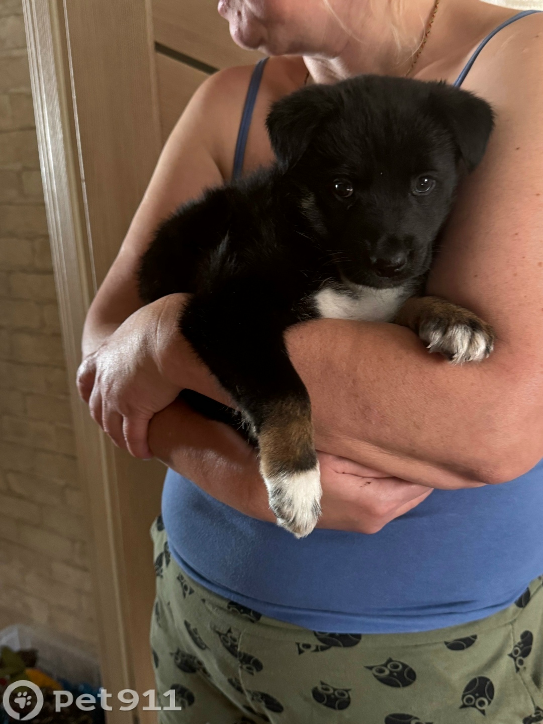 Найдена собака в Иркутске — фото объявления