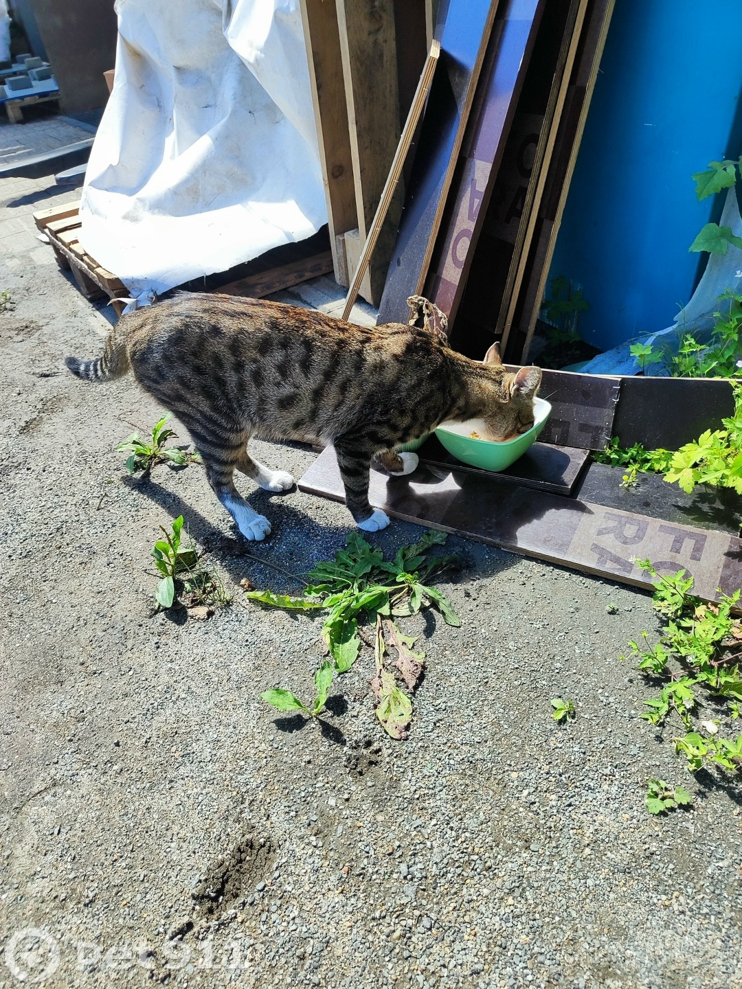 Найдена кошка в Владивостоке — фото объявления