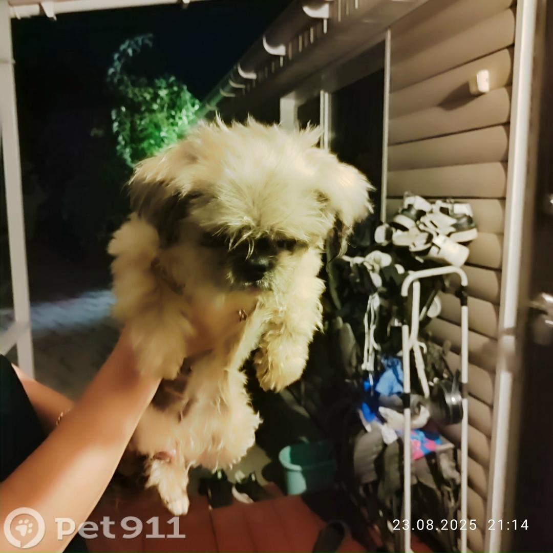 Найдена собака в Владивостоке — фото объявления