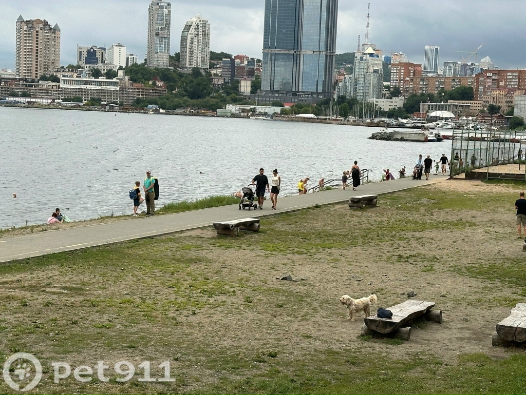 Найдена собака в Владивостоке — фото объявления