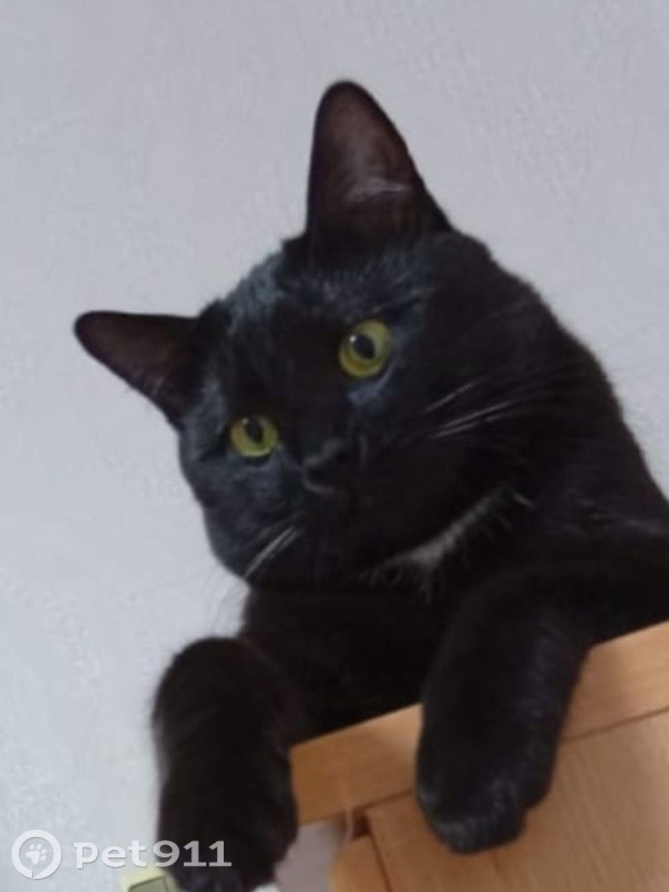 Пропала кошка в Владивостоке — фото объявления