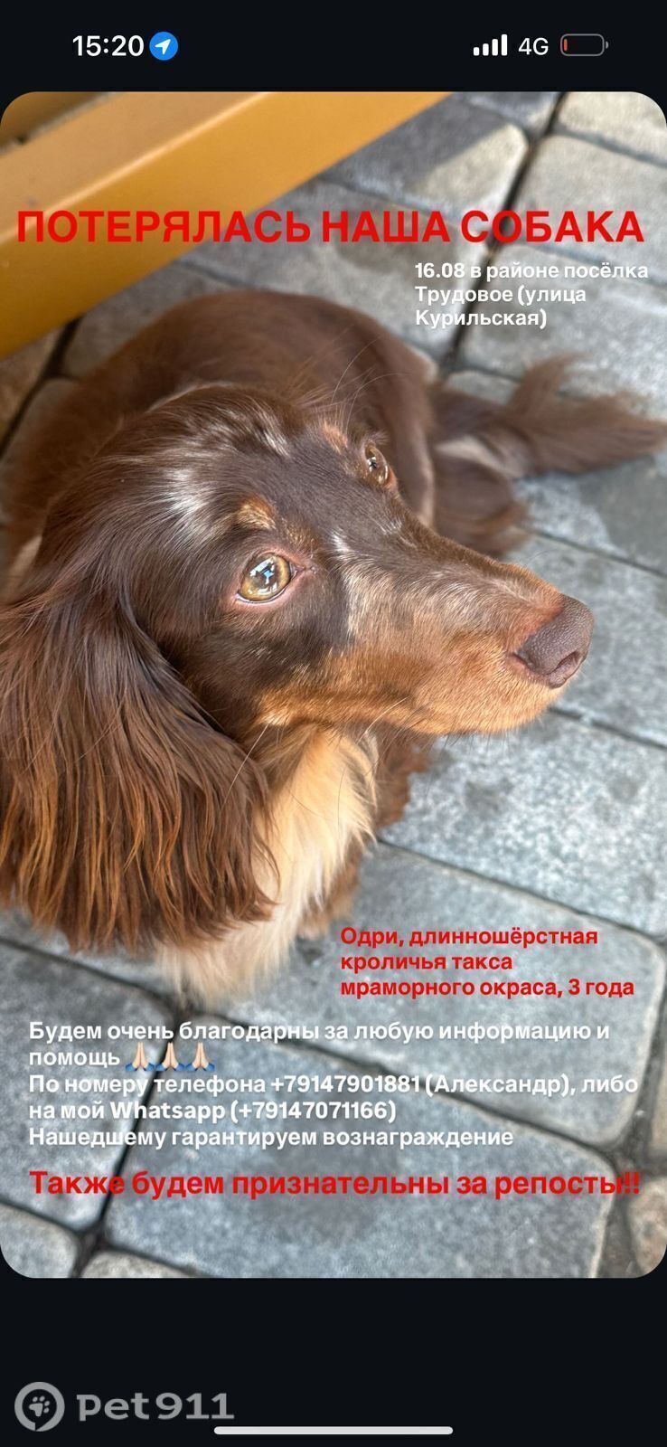 Пропала собака в Владивостоке — фото объявления