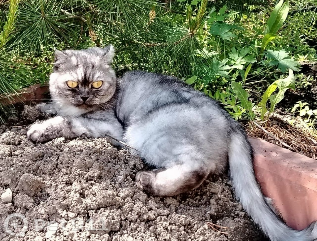 Пропала собака в Владивостоке — фото объявления