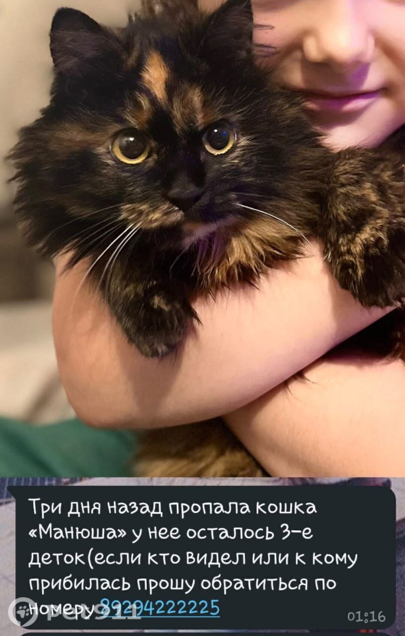 Пропала кошка в Владивостоке — фото объявления