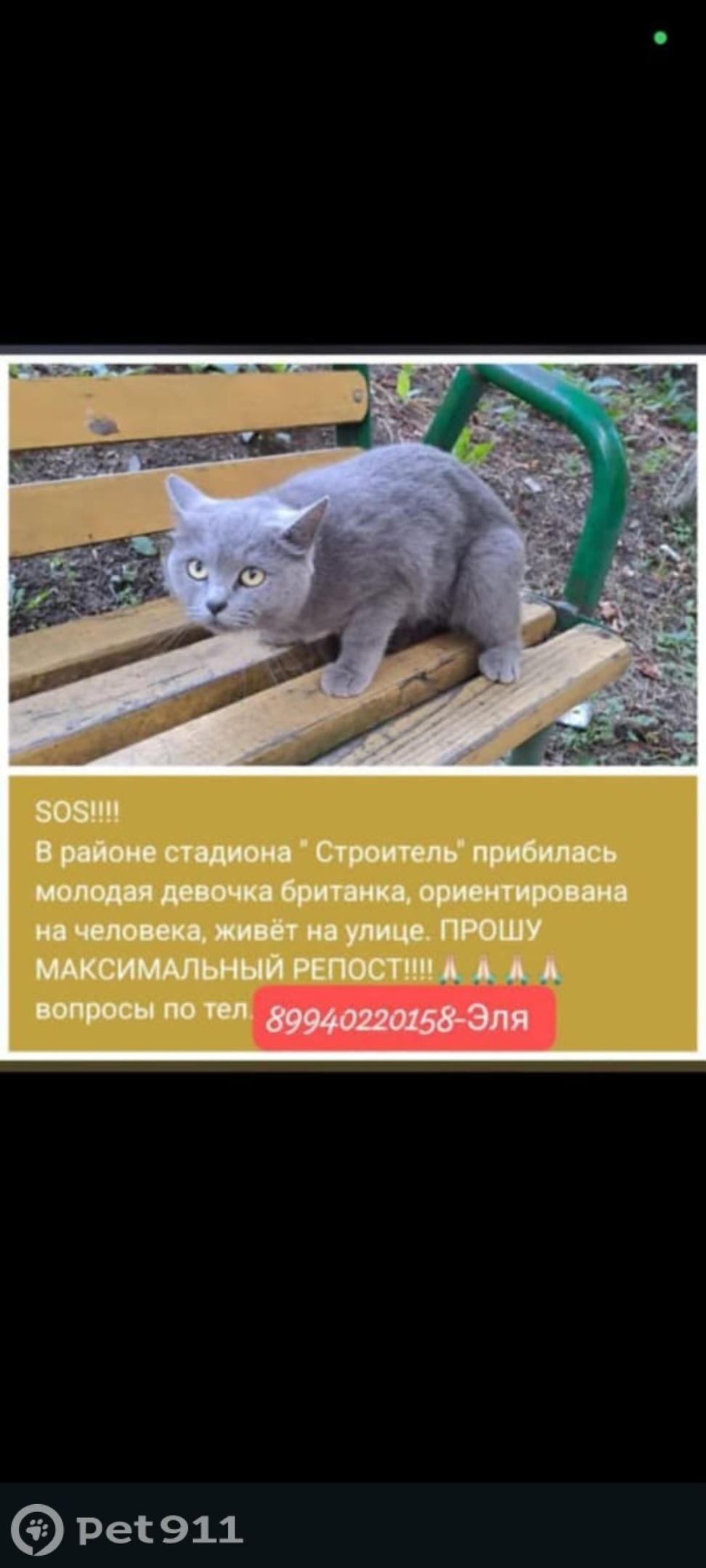 Найдена кошка в Владивостоке — фото объявления