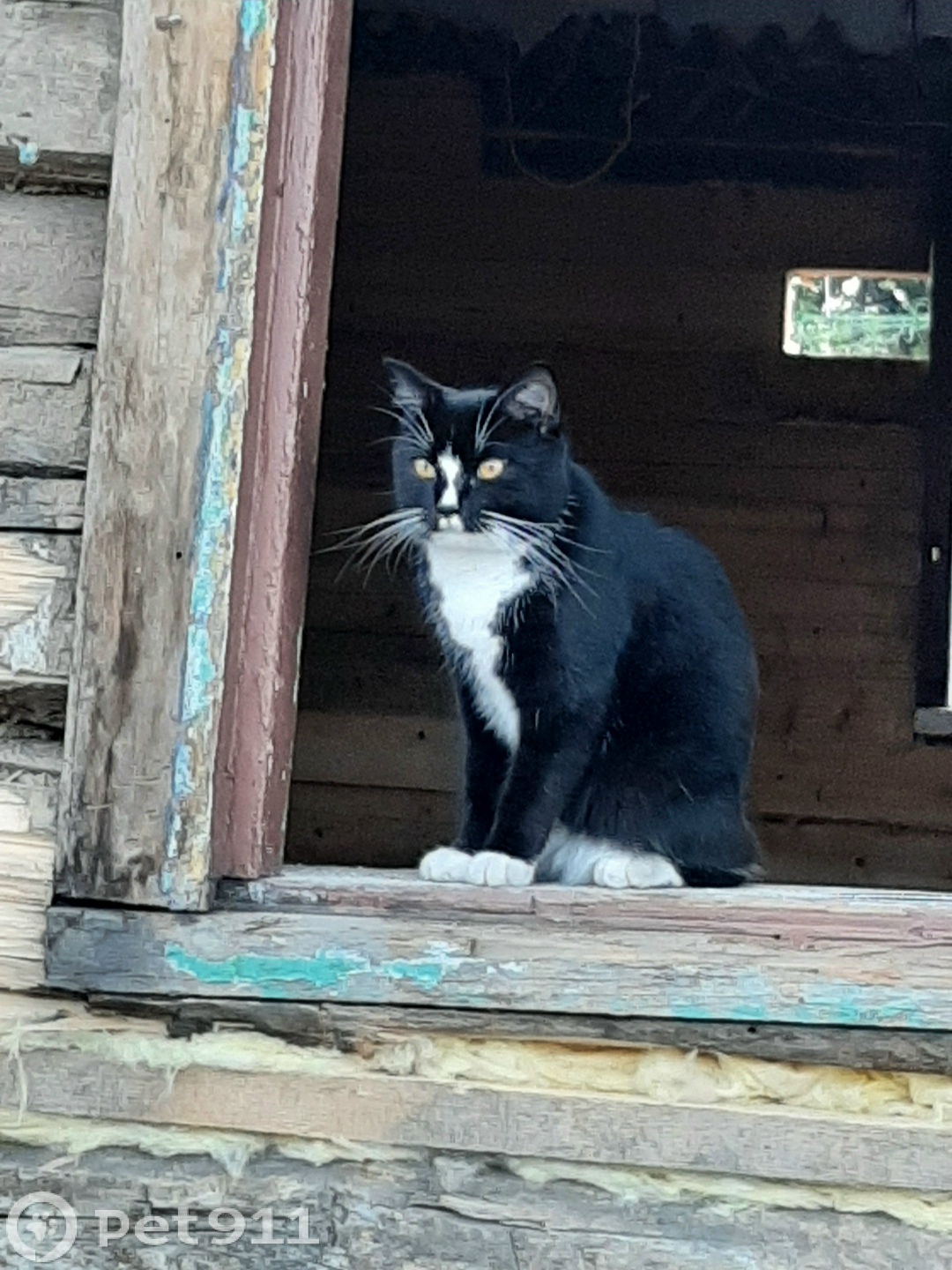 Пропала кошка в Владивостоке — фото объявления
