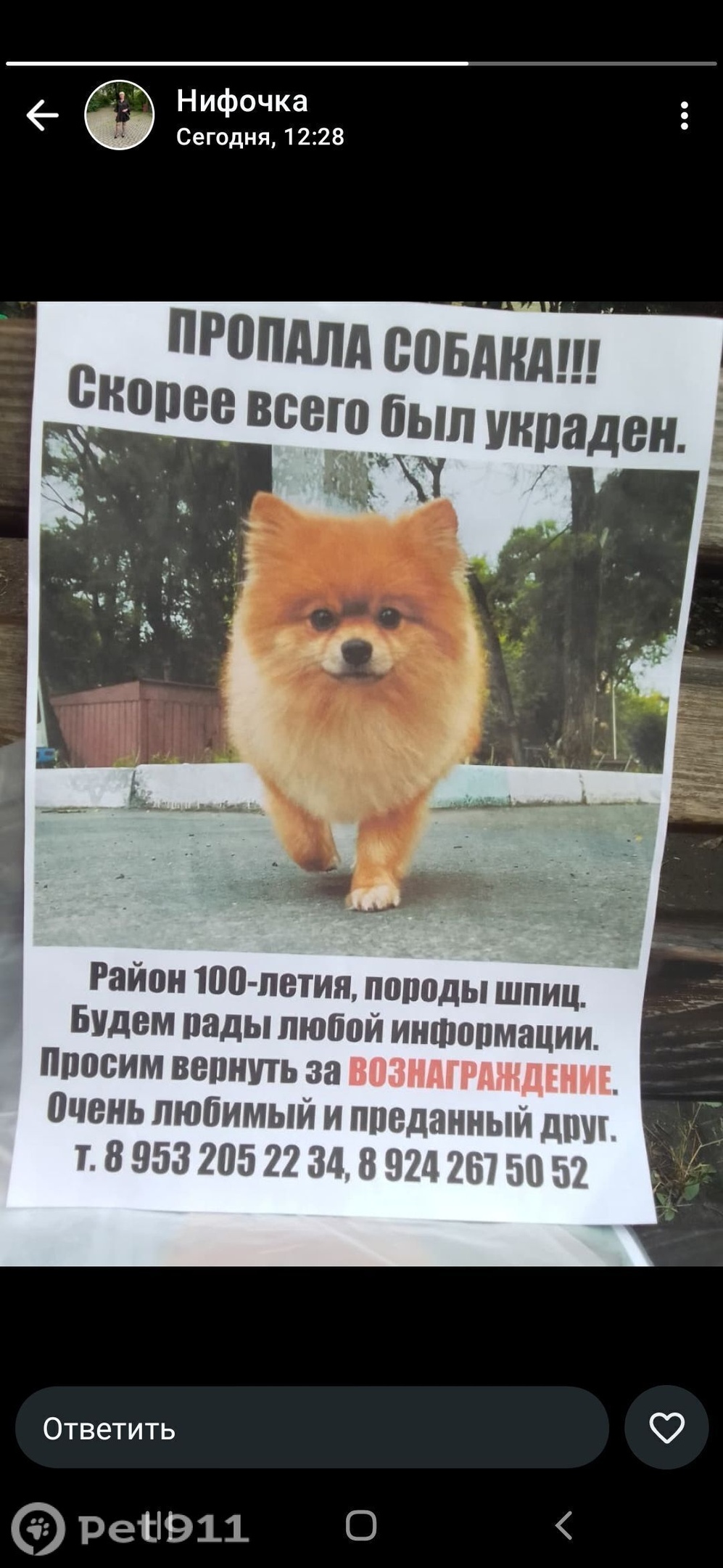 Пропала собака в Владивостоке — фото объявления