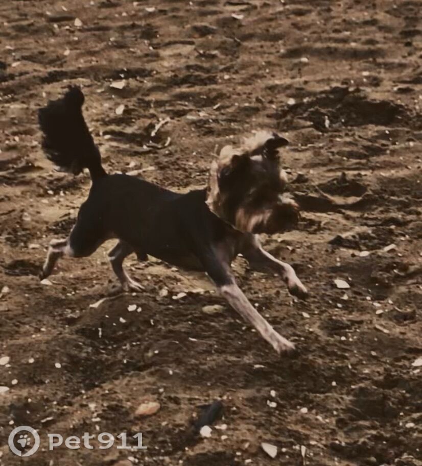 Пропала собака в Владивостоке — фото объявления