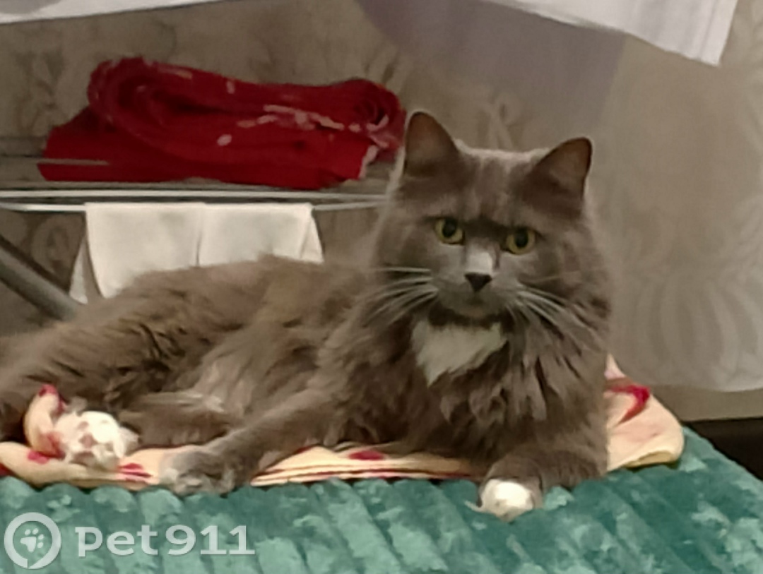 Пропала кошка в Владивостоке — фото объявления