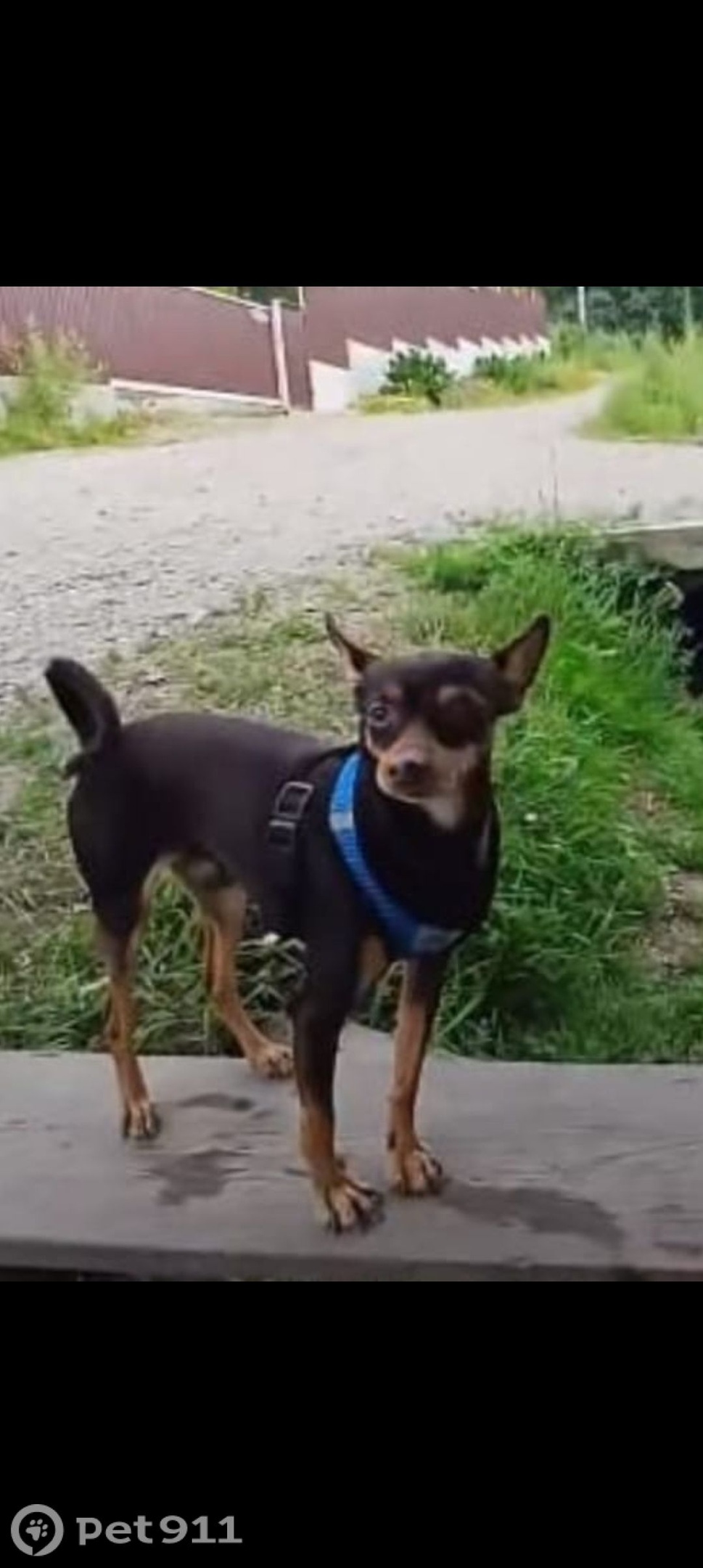 Пропала собака в Владивостоке — фото объявления