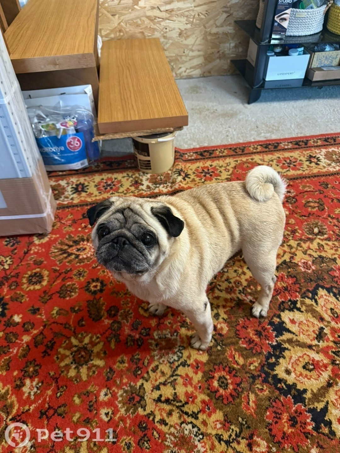 Найдена собака в Владивостоке — фото объявления