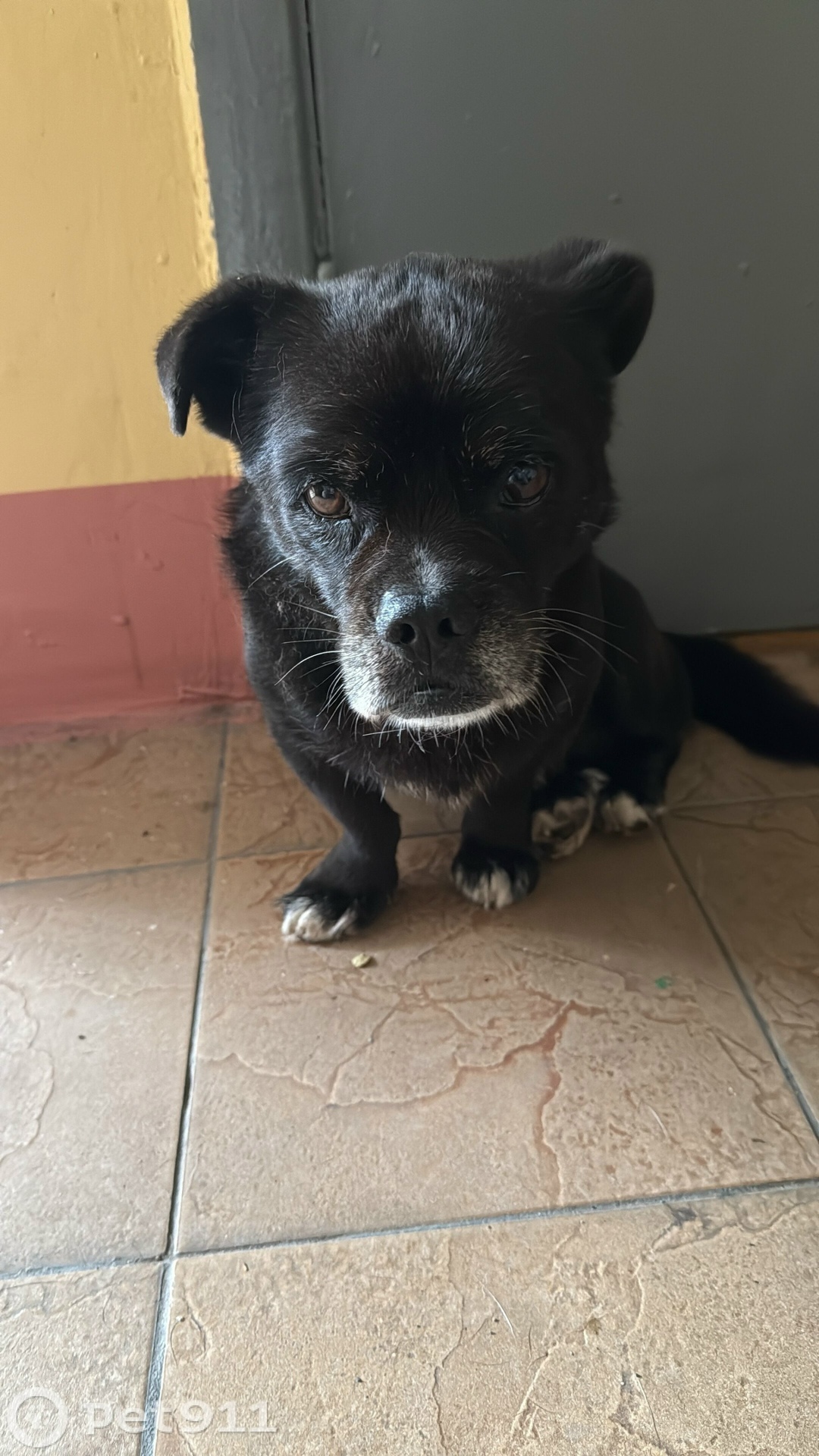 Найдена собака в Владивостоке — фото объявления