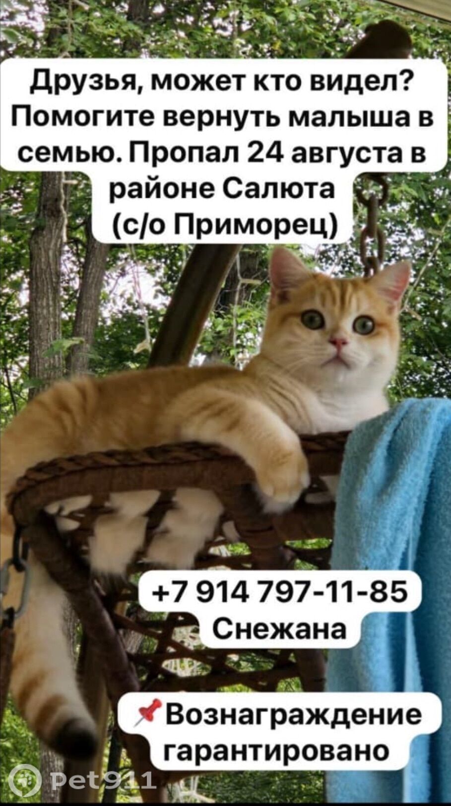 Пропала кошка в Владивостоке — фото объявления