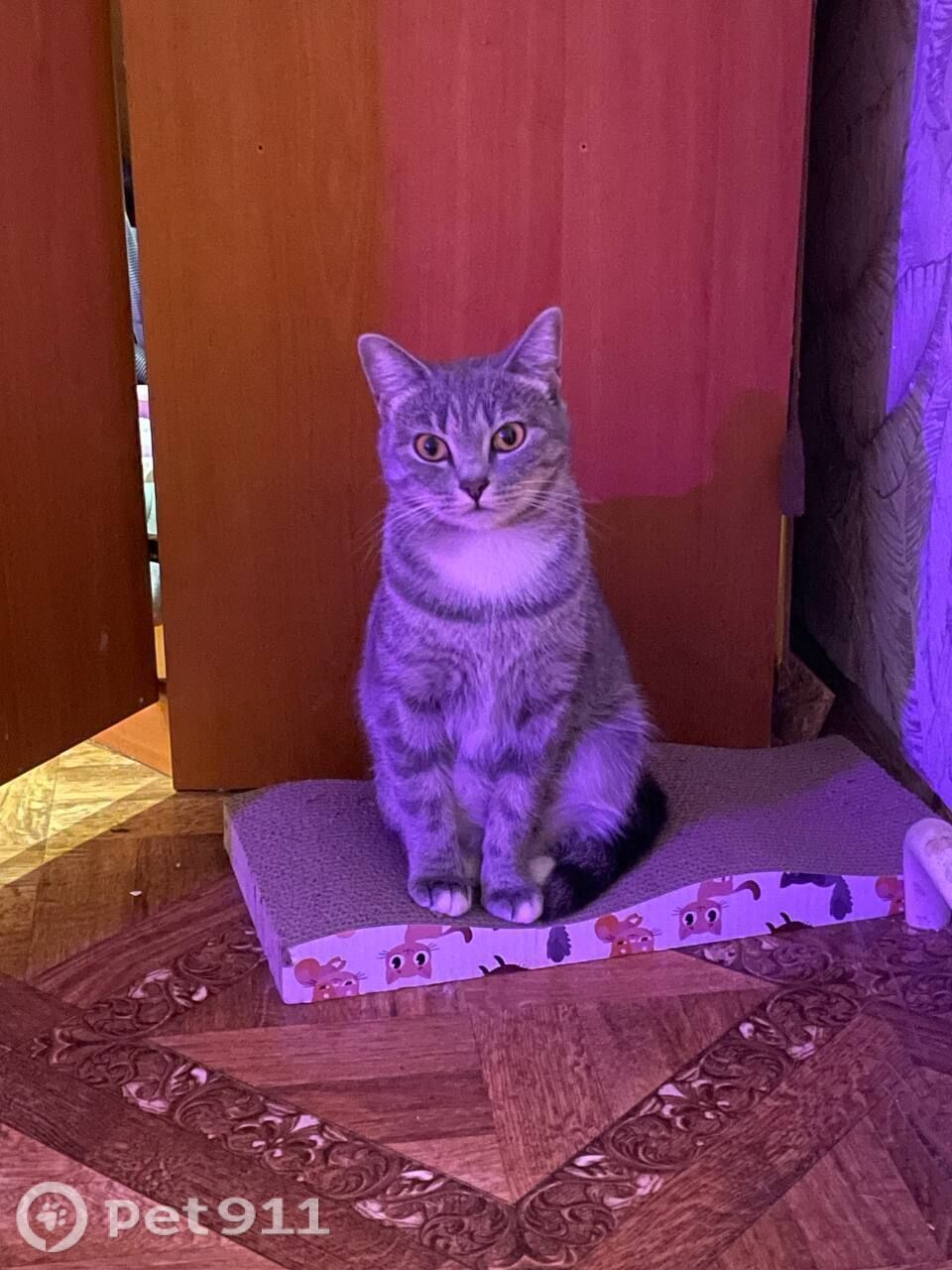 Пропала кошка в Владивостоке — фото объявления