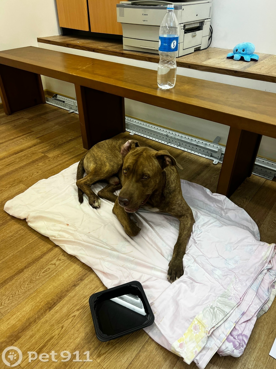 Найдена собака в Владивостоке — фото объявления