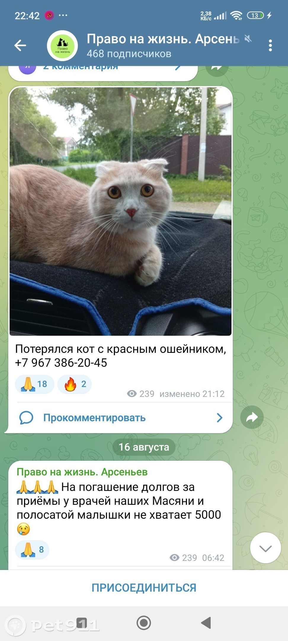 Пропала кошка в Владивостоке — фото объявления