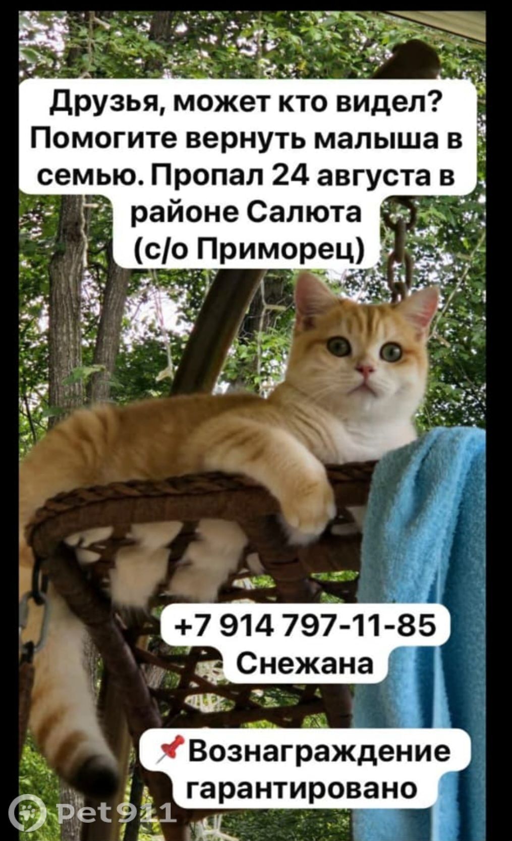 Пропала кошка в Владивостоке — фото объявления