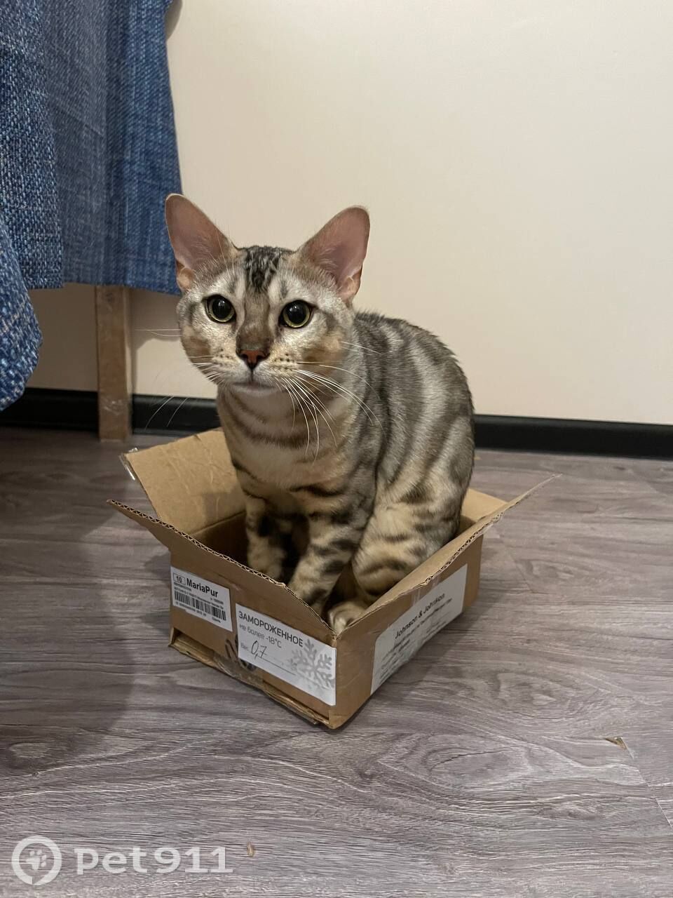 Пропала кошка в Владивостоке — фото объявления