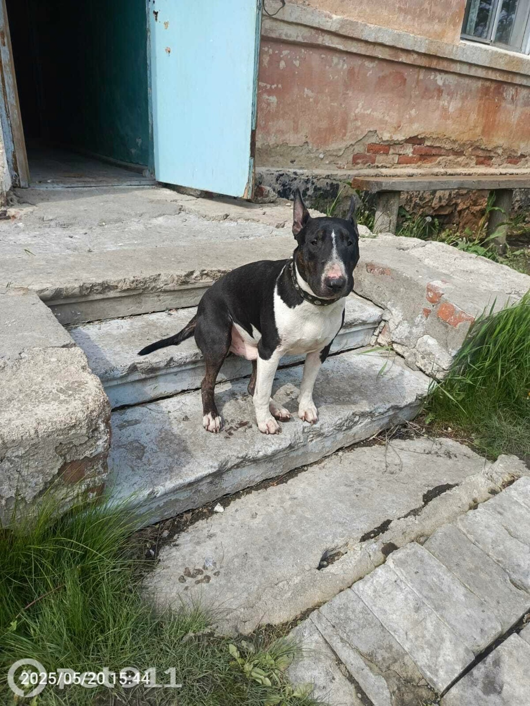 Пропала собака в Владивостоке — фото объявления