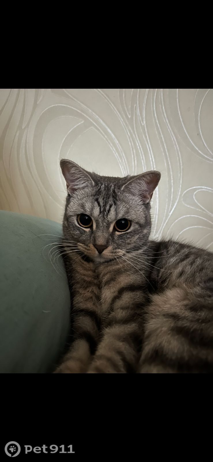 Пропала кошка в Владивостоке — фото объявления