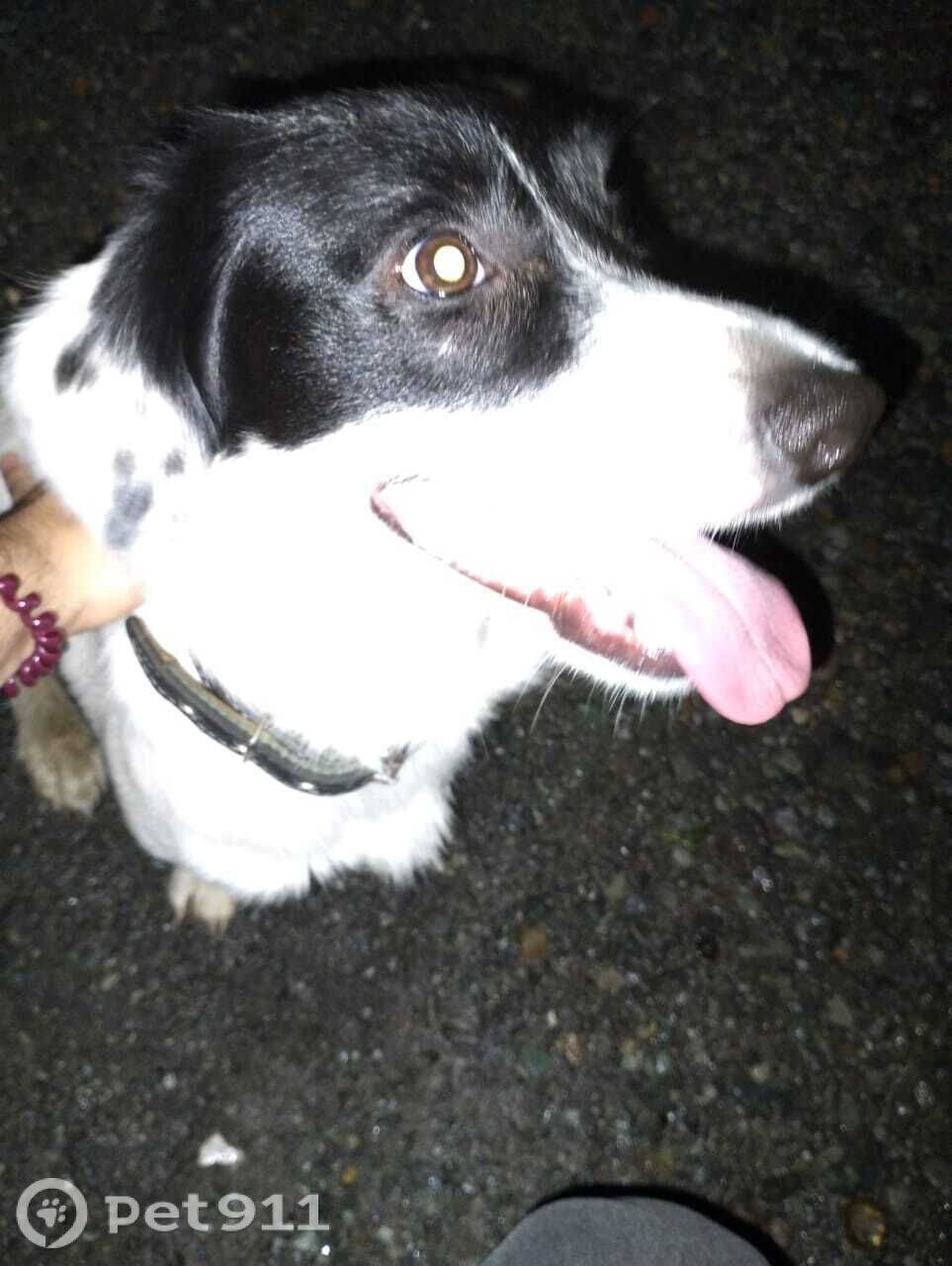 Найдена собака в Владивостоке — фото объявления