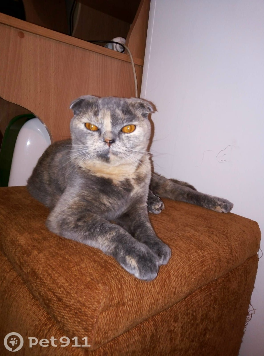 Пропала кошка в Владивостоке — фото объявления