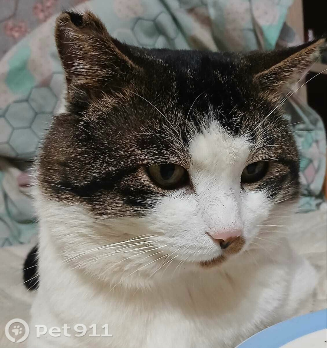 Пропала кошка в Владивостоке — фото объявления