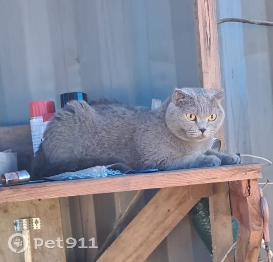 Найдена кошка в Владивостоке — фото объявления