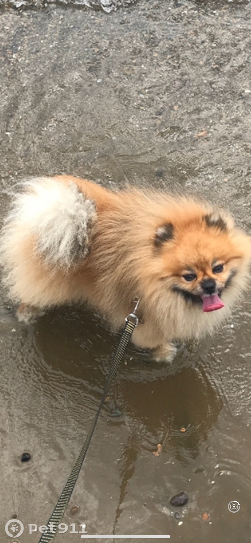 Пропала собака в Владивостоке — фото объявления