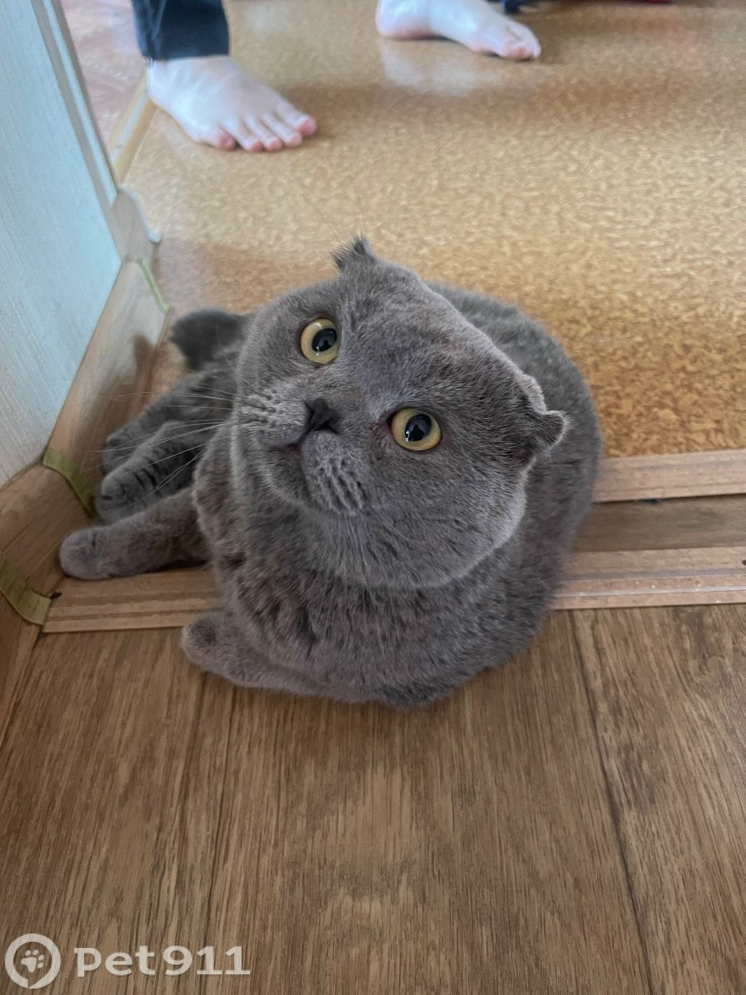 Пропала кошка в Владивостоке — фото объявления