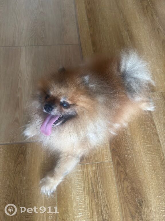 Найдена собака в Владивостоке — фото объявления