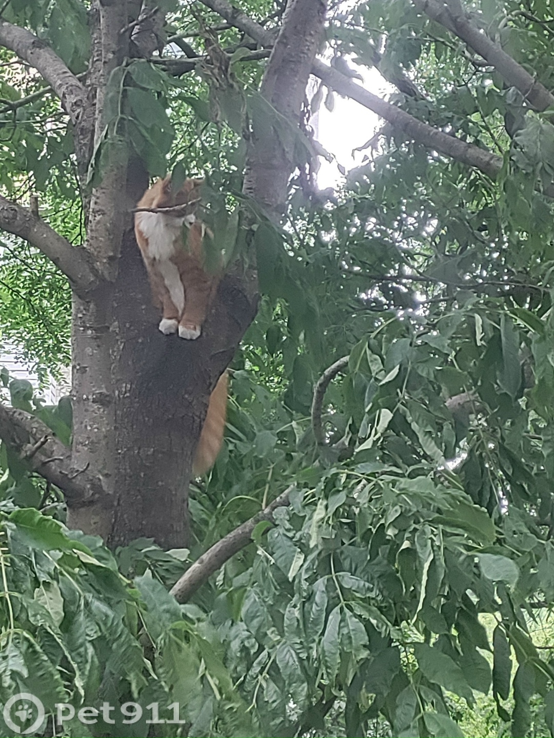 Найдена кошка в Владивостоке — фото объявления