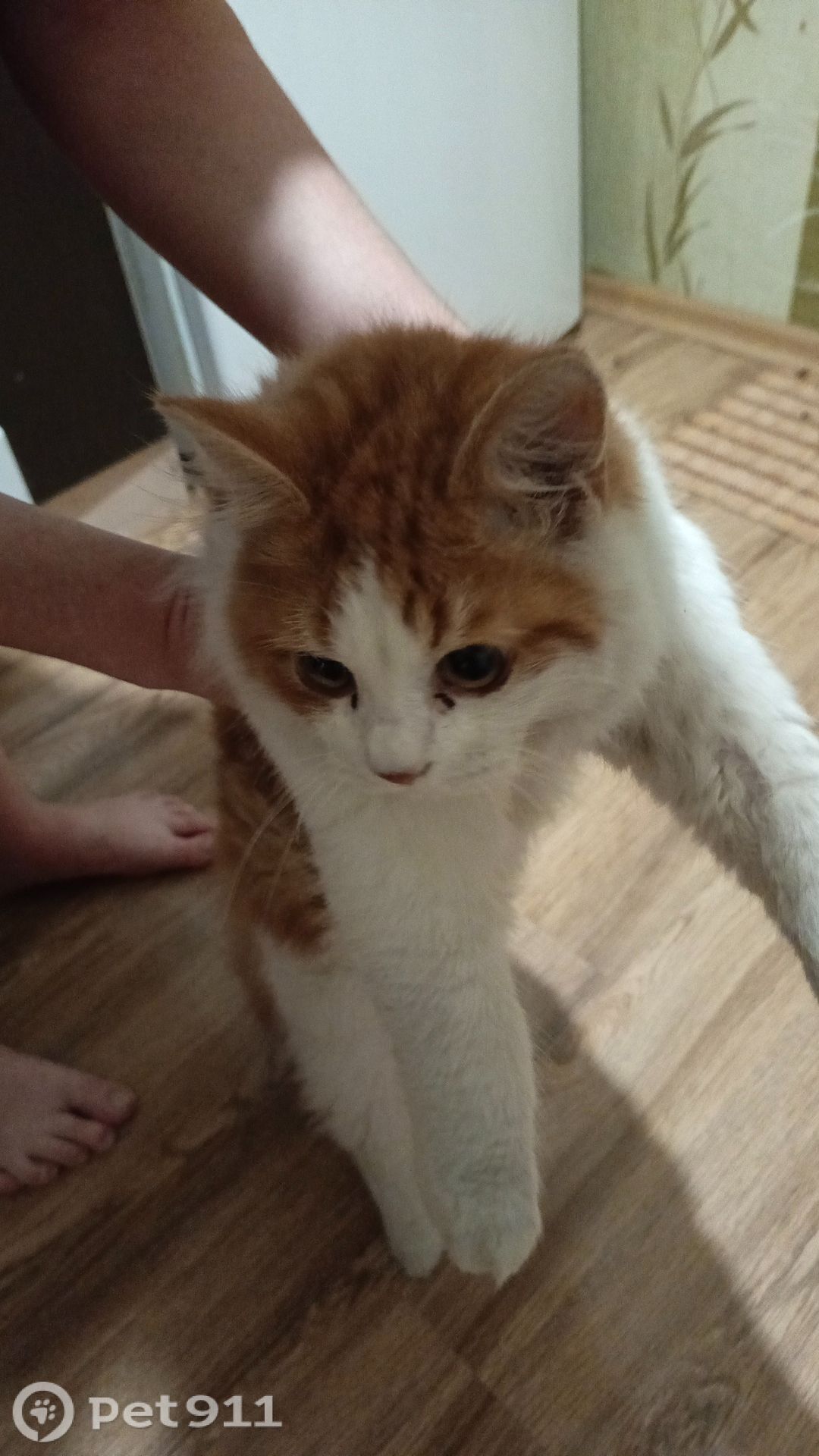 Найдена кошка в Владивостоке — фото объявления