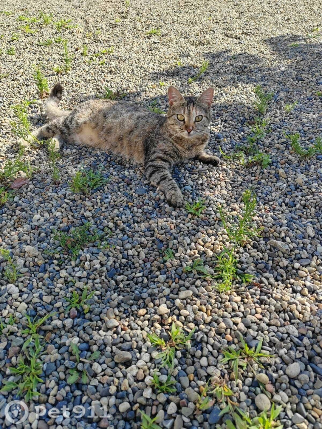 Пропала кошка в Владивостоке — фото объявления