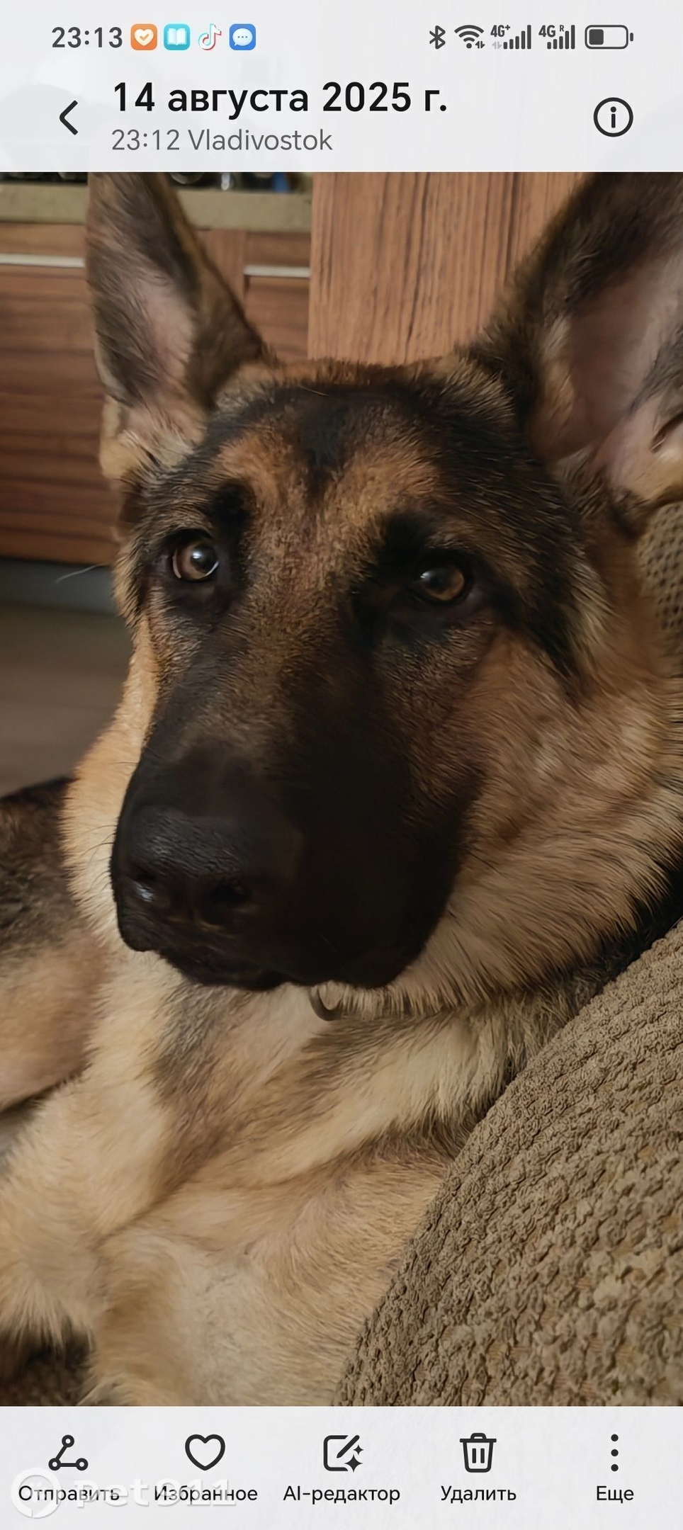 Пропала собака в Владивостоке — фото объявления