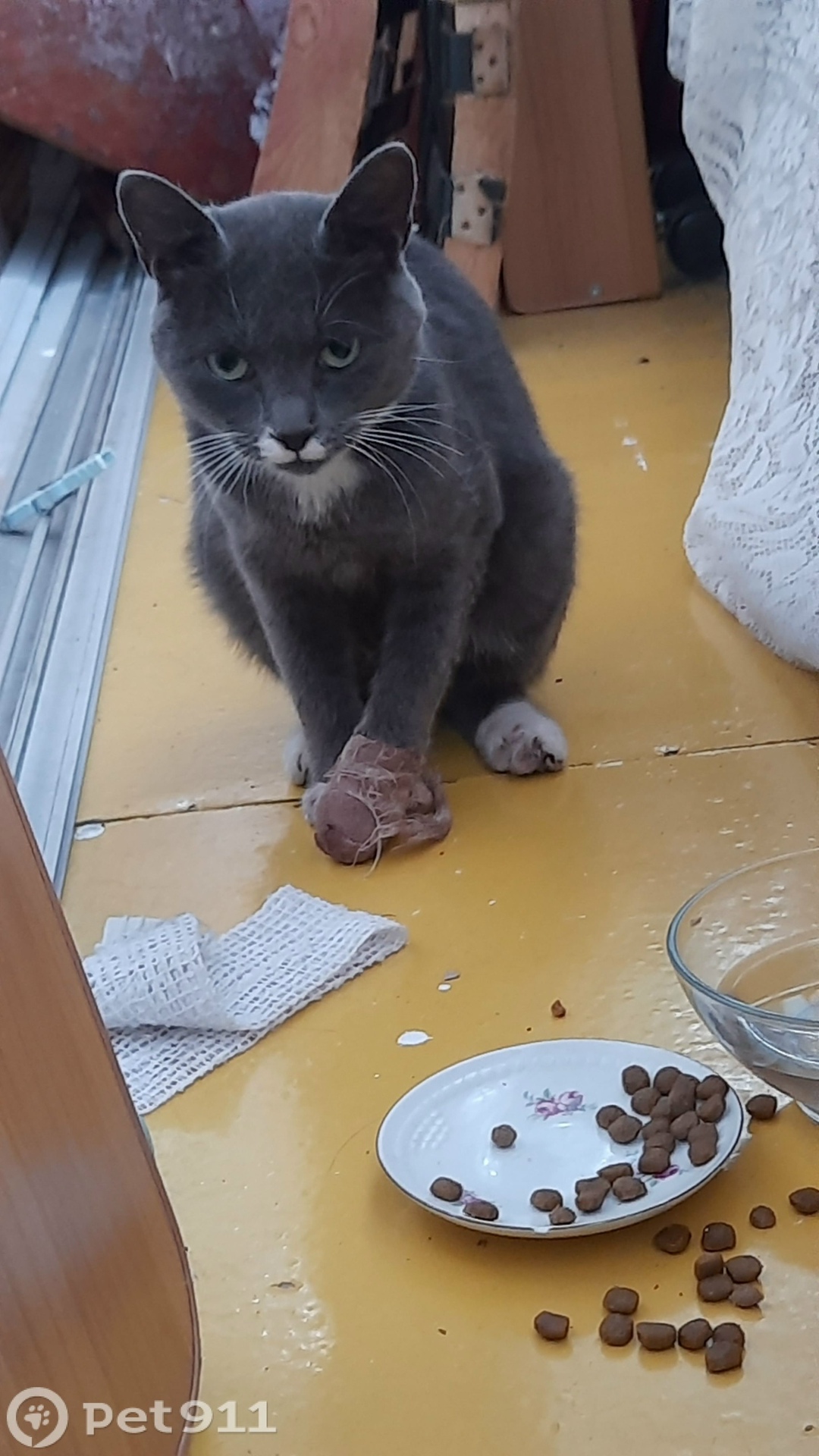 Найдена кошка в Владивостоке — фото объявления