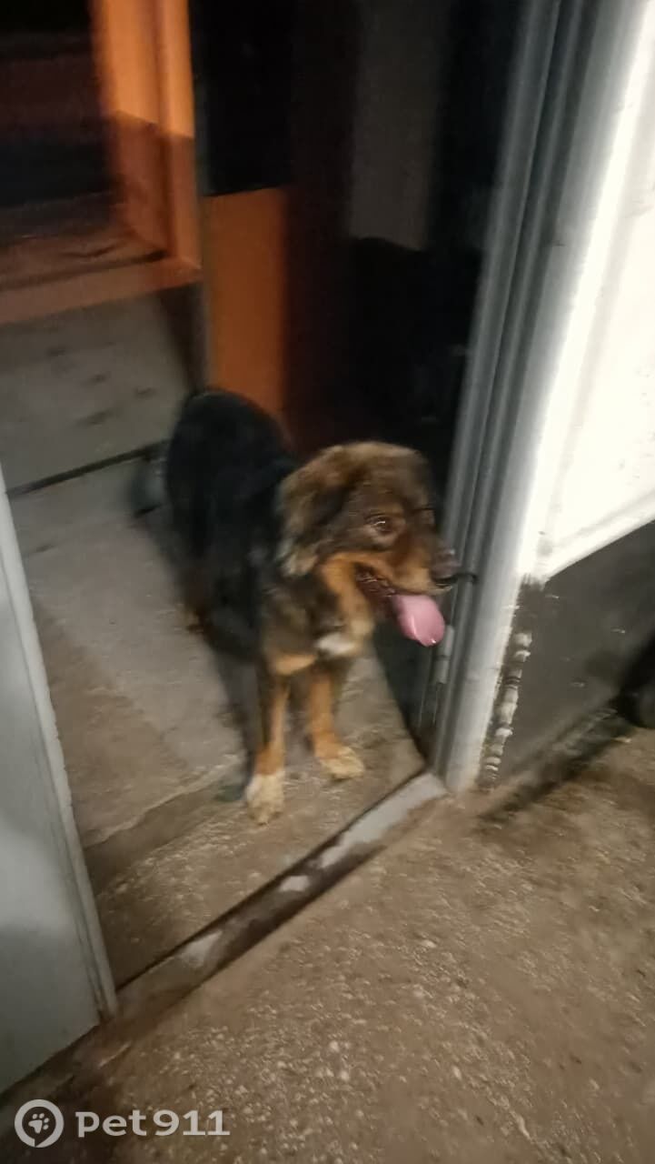 Найдена собака в Владивостоке — фото объявления