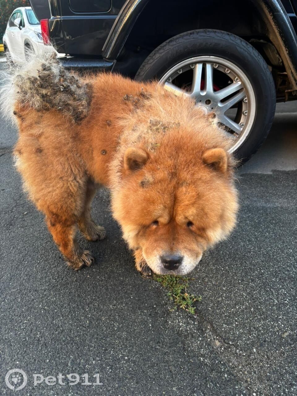 Найдена собака в Владивостоке — фото объявления