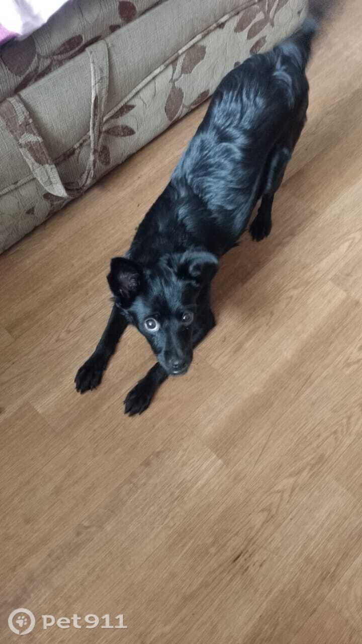 Найдена собака в Владивостоке — фото объявления