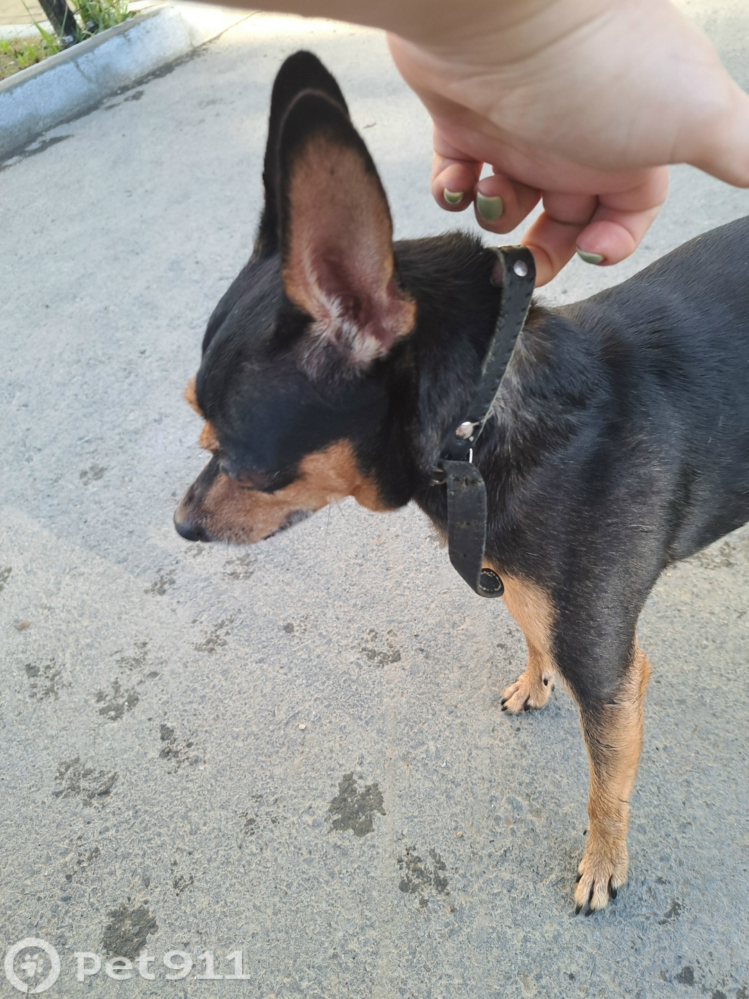 Найдена собака в Владивостоке — фото объявления