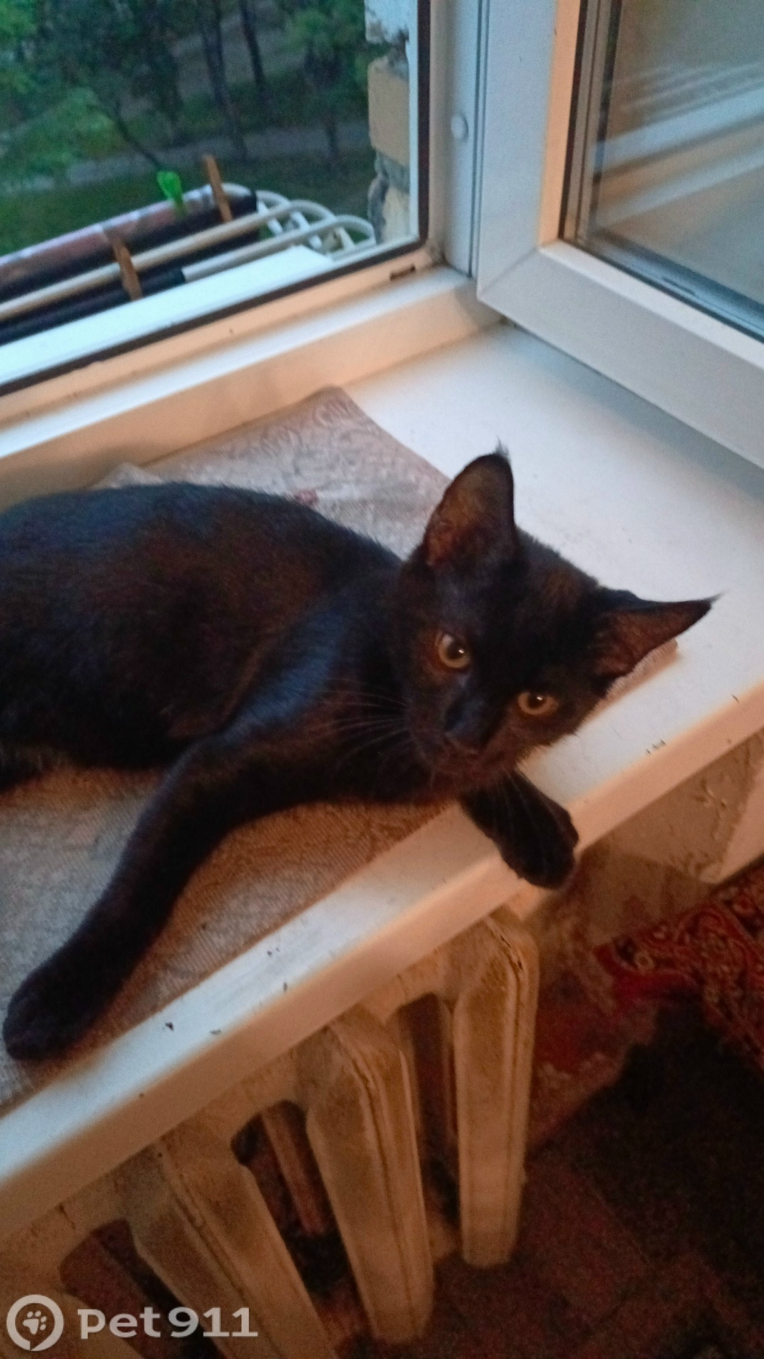 Пропала кошка в Владивостоке — фото объявления