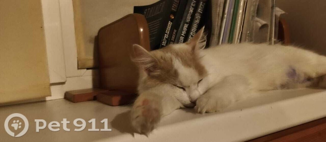 Пропала кошка в Владивостоке — фото объявления