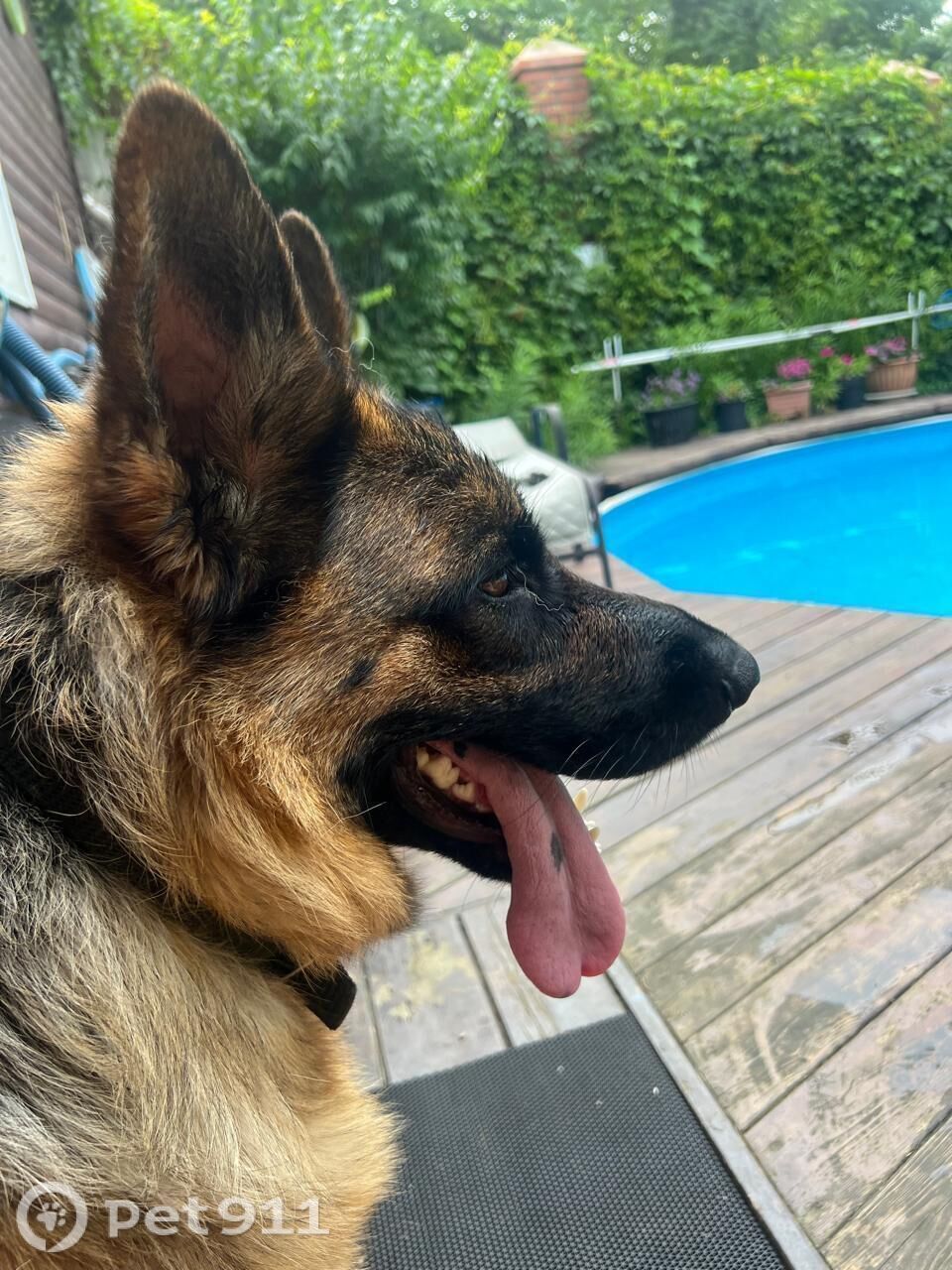 Пропала собака в Владивостоке — фото объявления