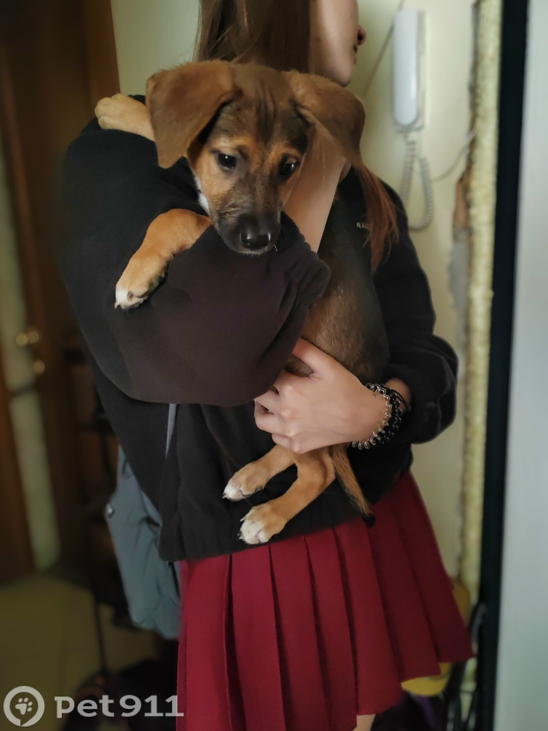 Найдена собака в Владивостоке — фото объявления