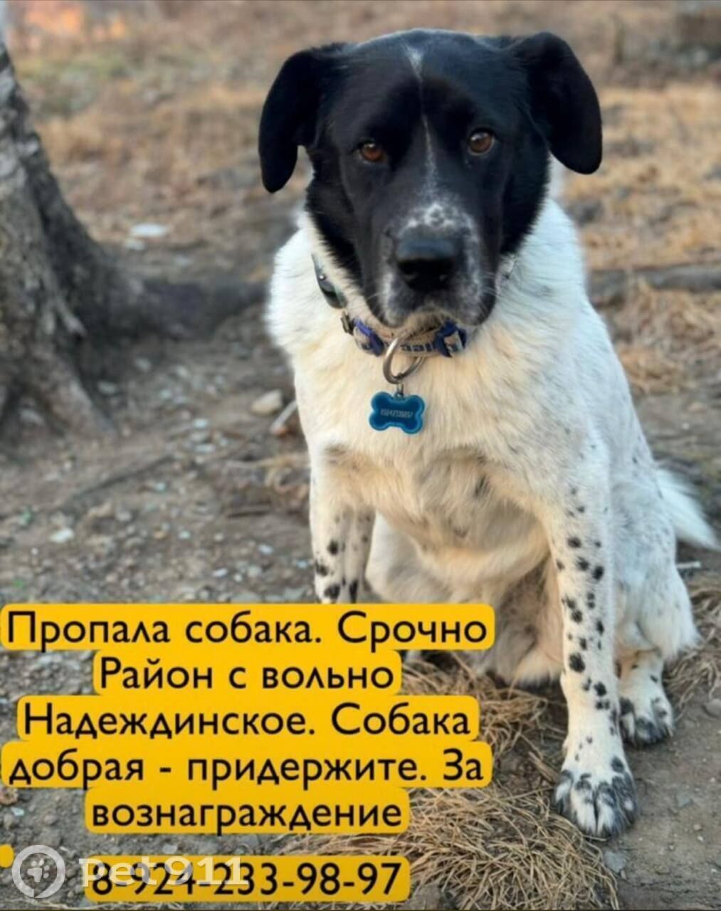 Пропала собака в Владивостоке — фото объявления