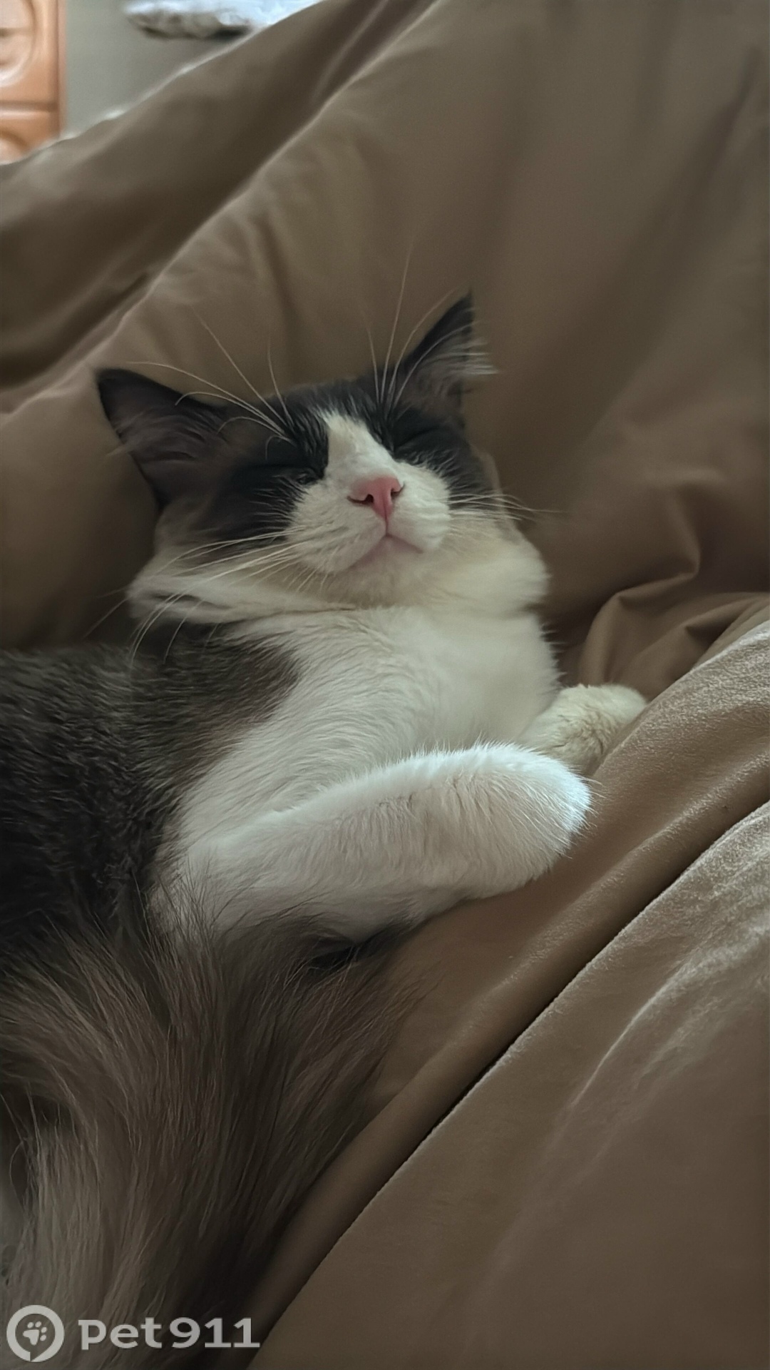 Пропала кошка в Владивостоке — фото объявления