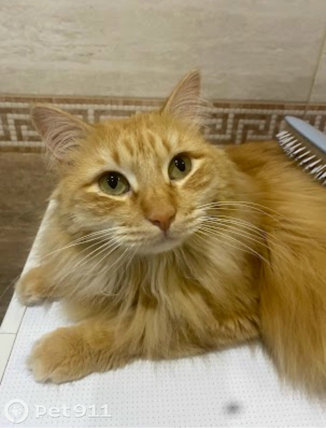 Пропала кошка в Владивостоке — фото объявления