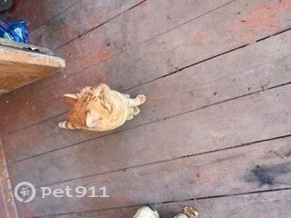 Найдена кошка в Владивостоке — фото объявления