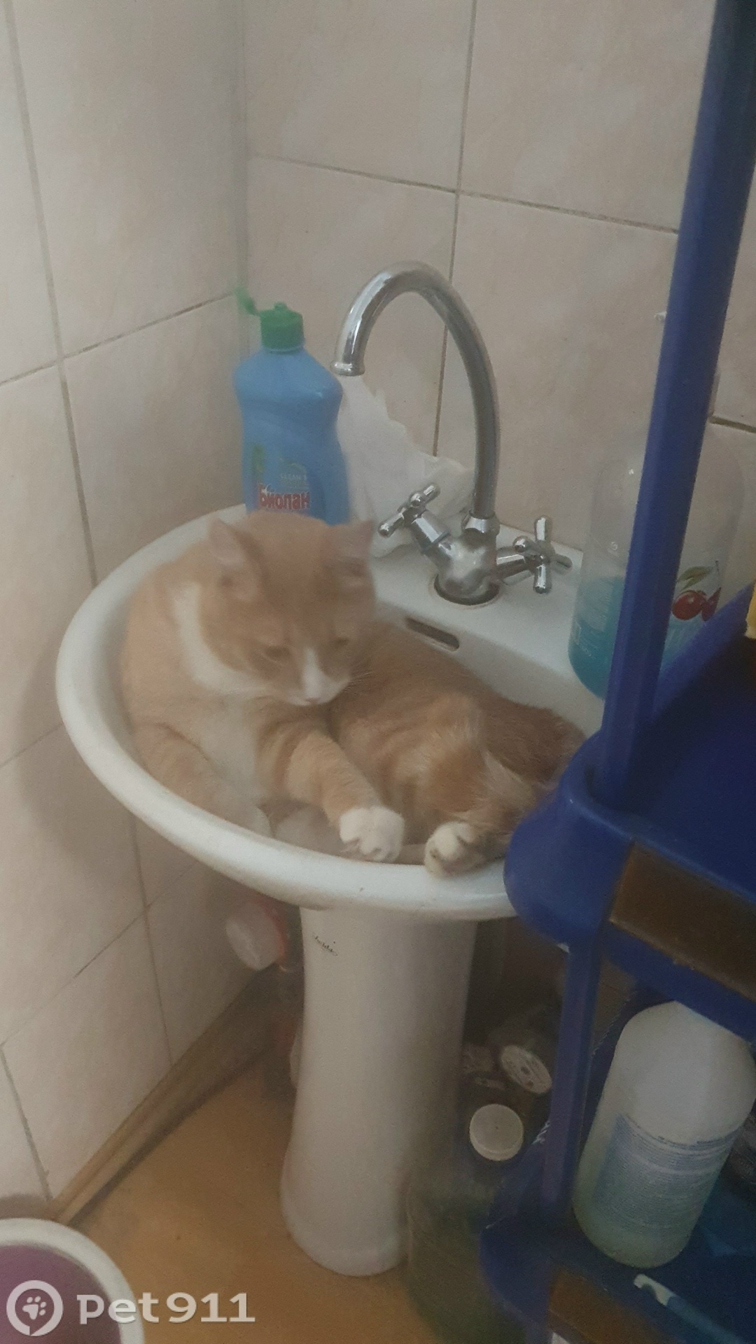 Пропала кошка в Владивостоке — фото объявления